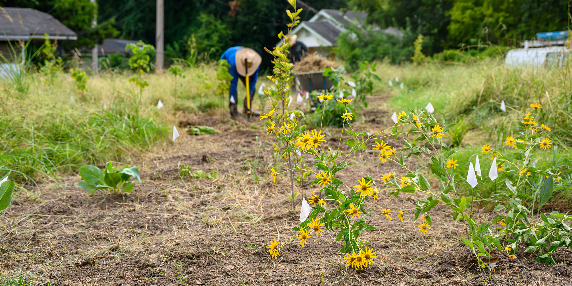 Pollinator Garden 2026